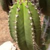 Myrtillocactus_eichlamii